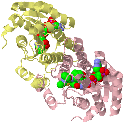 Image Biological Unit 3