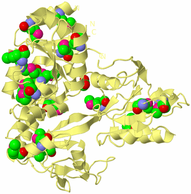 Image Biological Unit 4