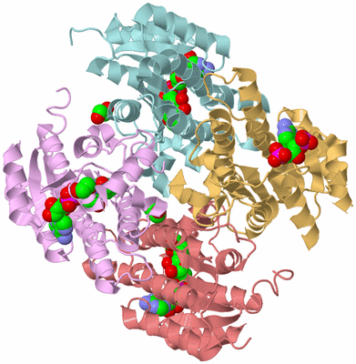 Image Biological Unit 4