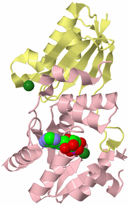 Image Biological Unit 4