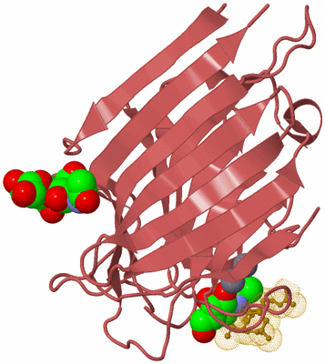 Image Biological Unit 11