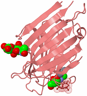 Image Biological Unit 12