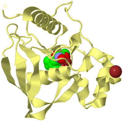 Image Biological Unit 4