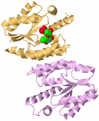 Image Biological Unit 3