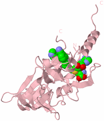 Image Biological Unit 3