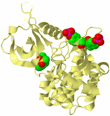 Image Biological Unit 4