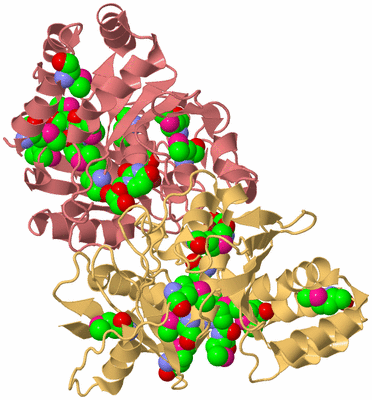 Image Biological Unit 4