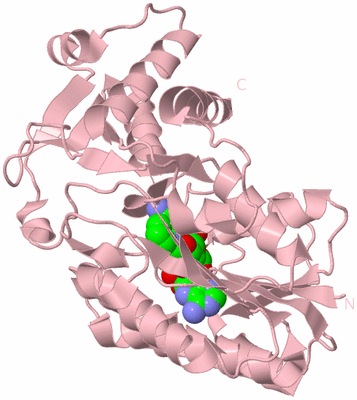 Image Biological Unit 4