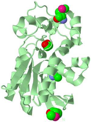 Image Biological Unit 4