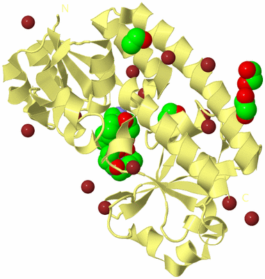 Image Biological Unit 4