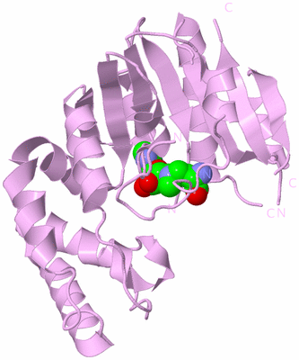 Image Biological Unit 3