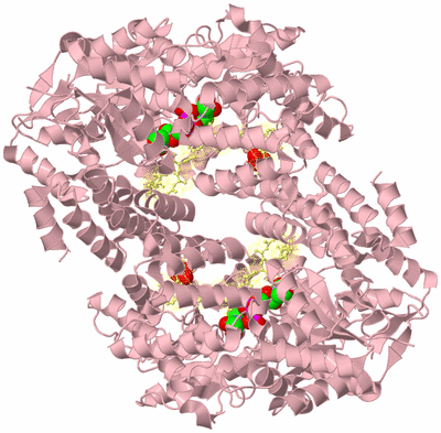 Image Biological Unit 4