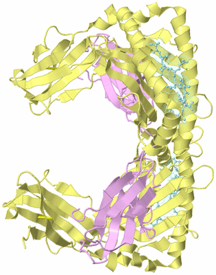 Image Biological Unit 2