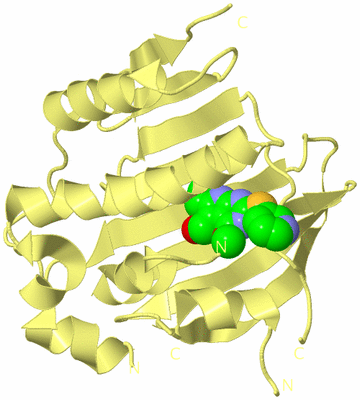 Image Biological Unit 4