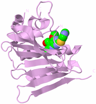 Image Biological Unit 5