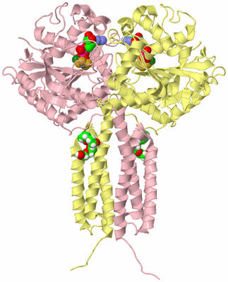 Image Biological Unit 2