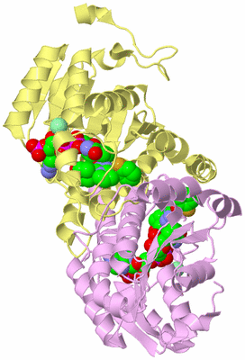 Image Biological Unit 2