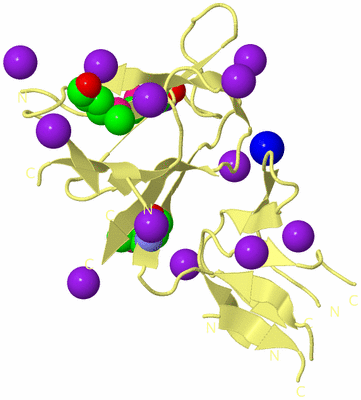 Image Biological Unit 4