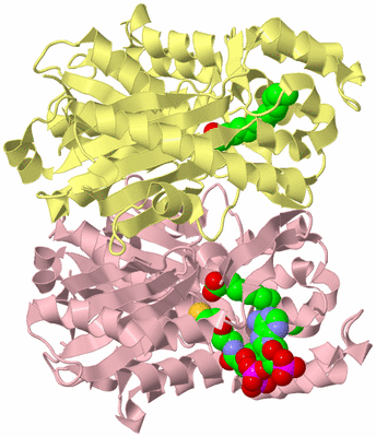 Image Biological Unit 2