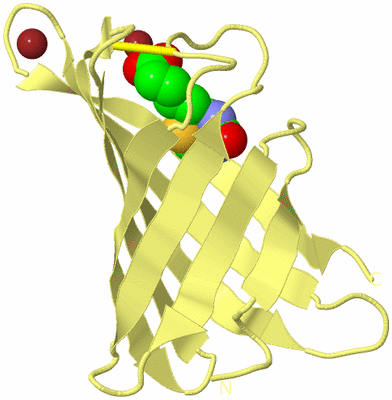 Image Biological Unit 4