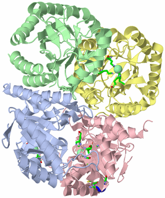 Image Asym./Biol. Unit - sites