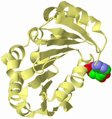 Image Biological Unit 4