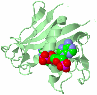 Image Biological Unit 2