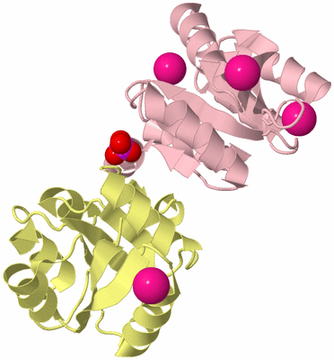 Image Biological Unit 4