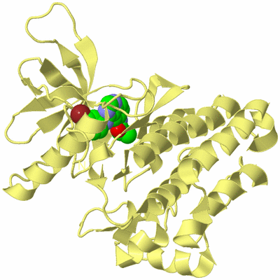 Image Biological Unit 4