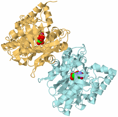 Image Biological Unit 4