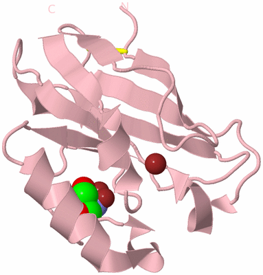 Image Biological Unit 3