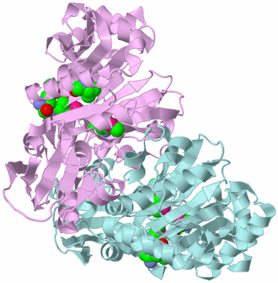 Image Biological Unit 4