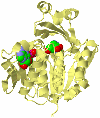 Image Biological Unit 4