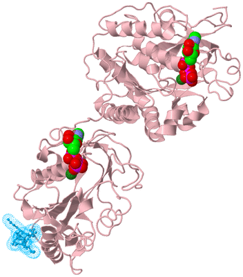 Image Biological Unit 4