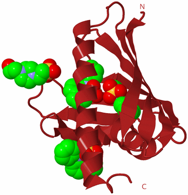 Image Biological Unit 26