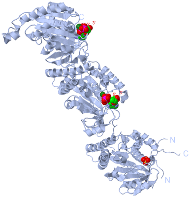 Image Biological Unit 1