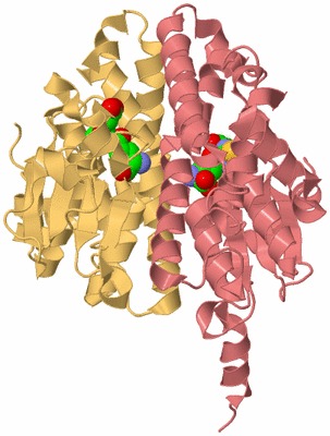 Image Biological Unit 4