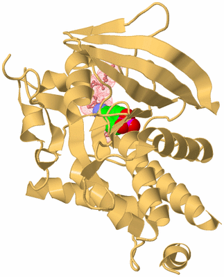 Image Biological Unit 4