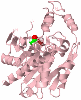 Image Biological Unit 3