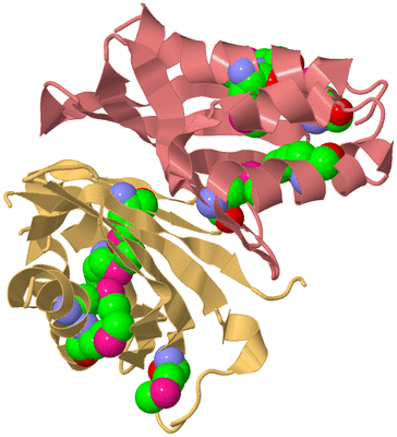 Image Biological Unit 4