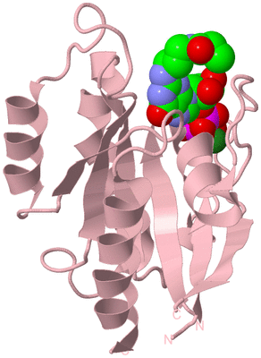 Image Biological Unit 3