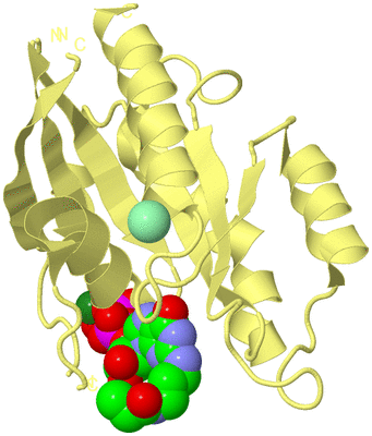 Image Biological Unit 4