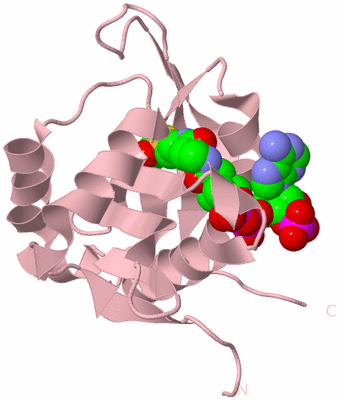 Image Biological Unit 1