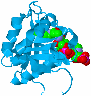 Image Biological Unit 12