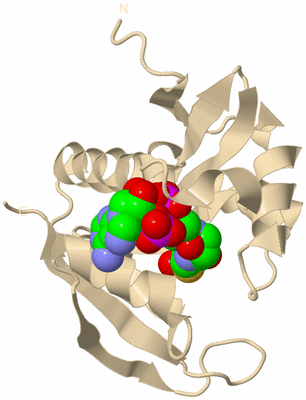 Image Biological Unit 4