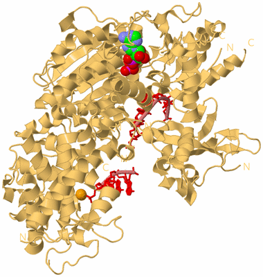 Image Biological Unit 4