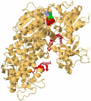 Image Biological Unit 4