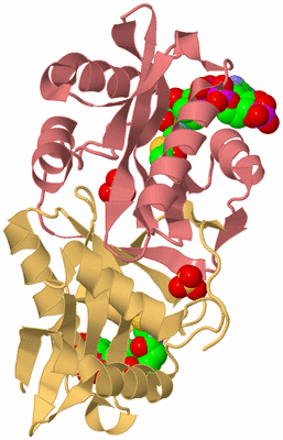 Image Biological Unit 4