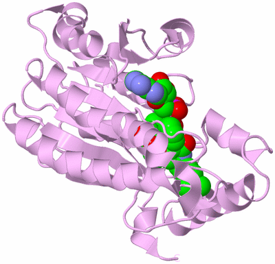 Image Biological Unit 3