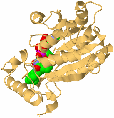 Image Biological Unit 4